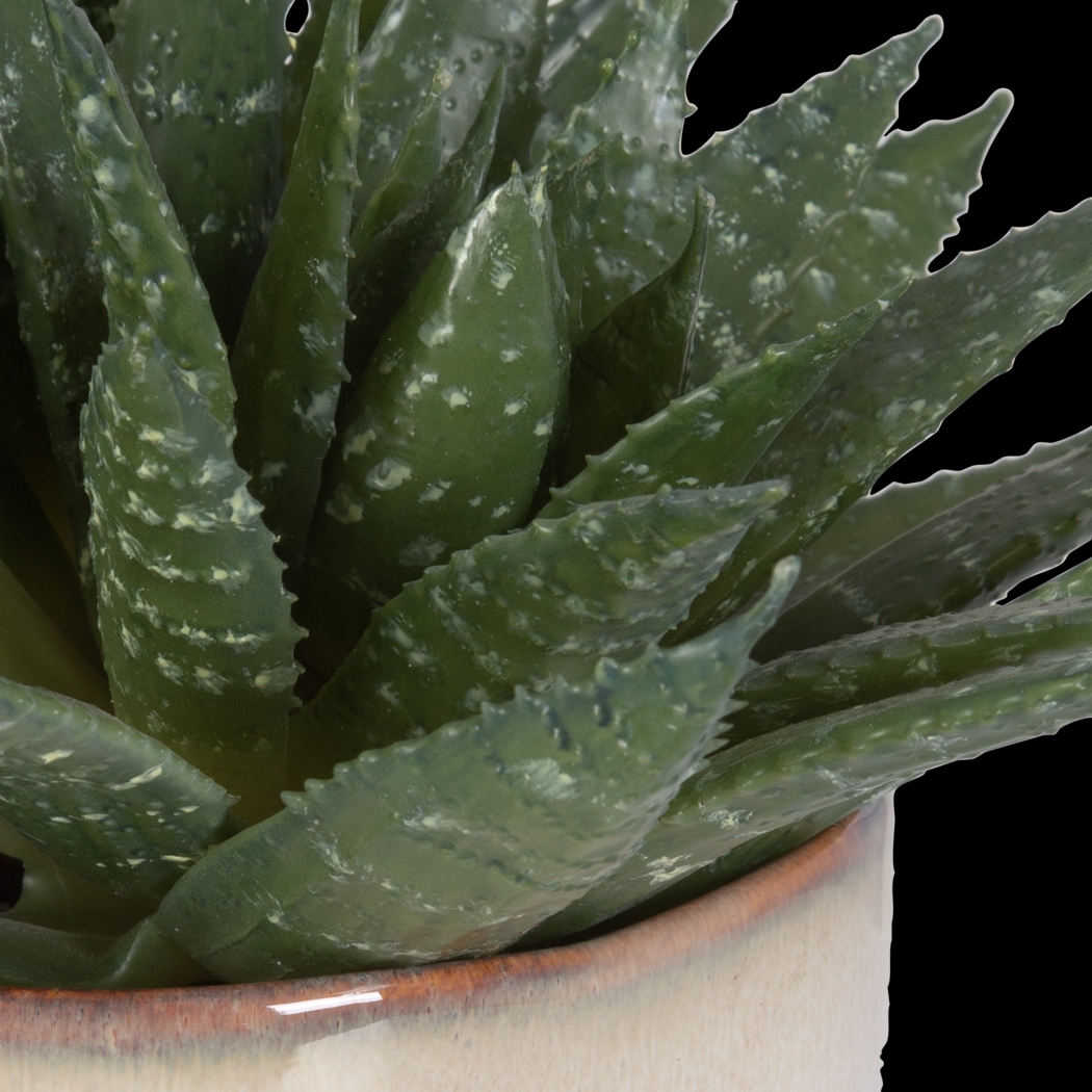 Halteese Beige Plant - Thumbnail - Image 2