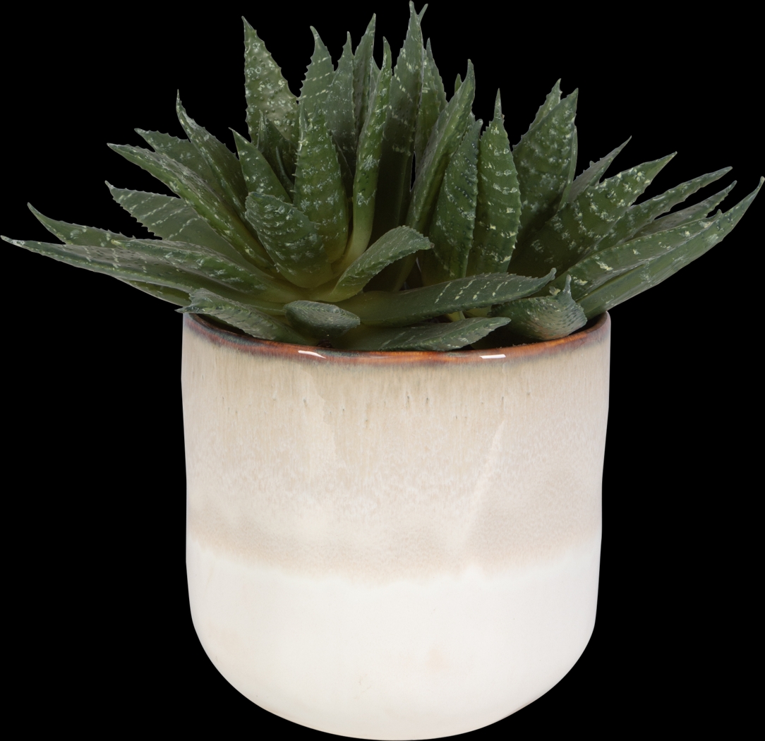 Halteese Beige Plant - Thumbnail - Image 3