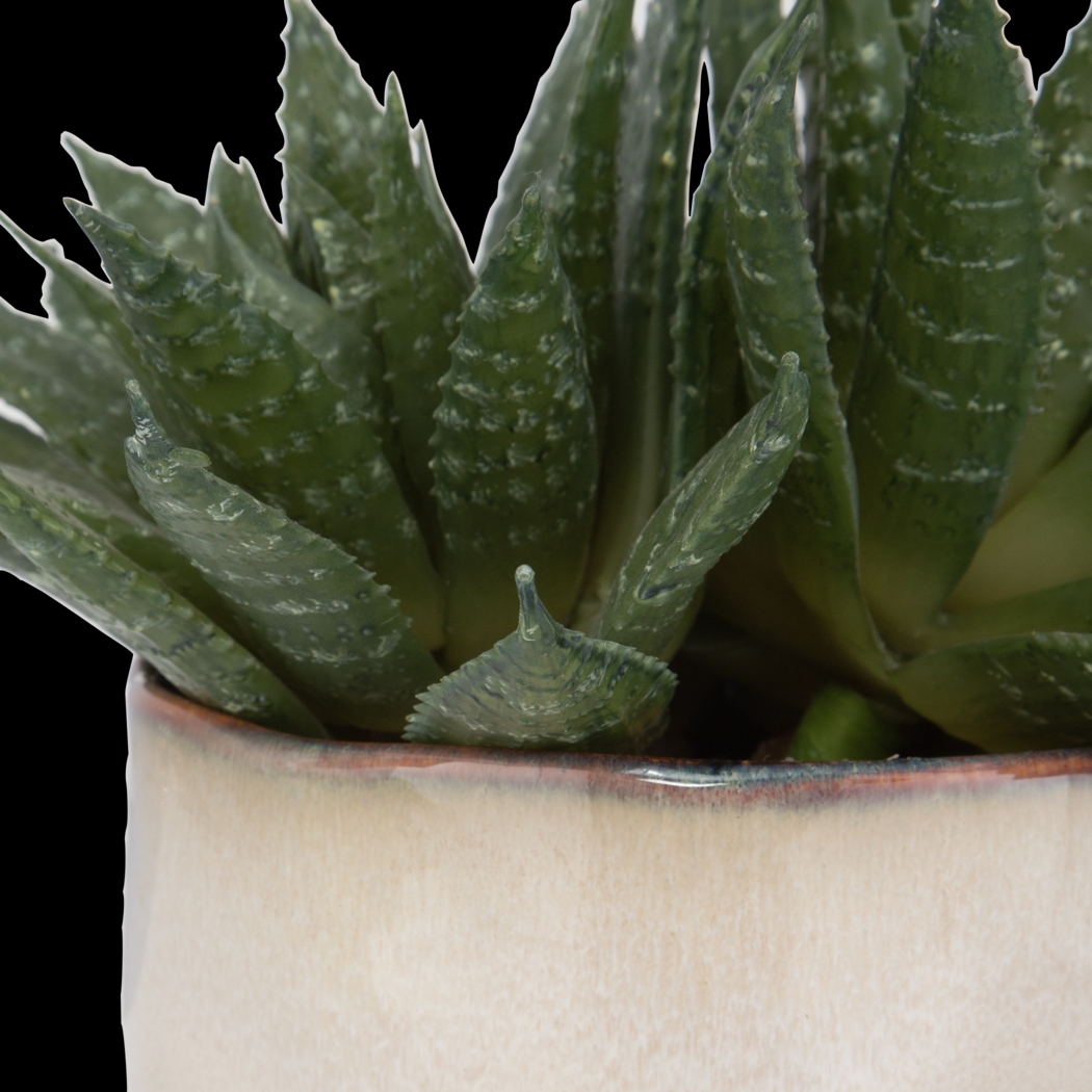 Halteese Beige Plant - Thumbnail - Image 4