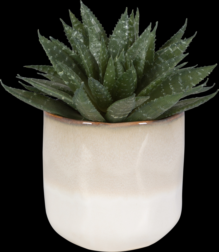 Halteese Beige Plant - Thumbnail - Image 1