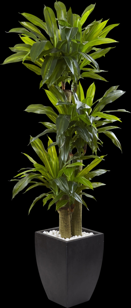 Ilani Green Dracaena Silk Tree - Thumbnail - Image 1