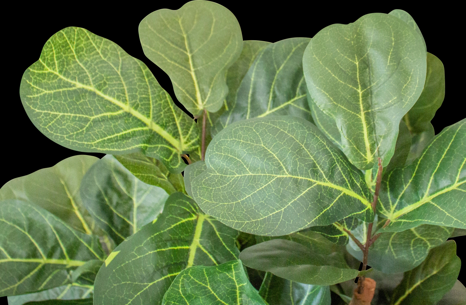 Kaiyah Green Fiddle Leaf Silk Tree - Thumbnail - Image 2