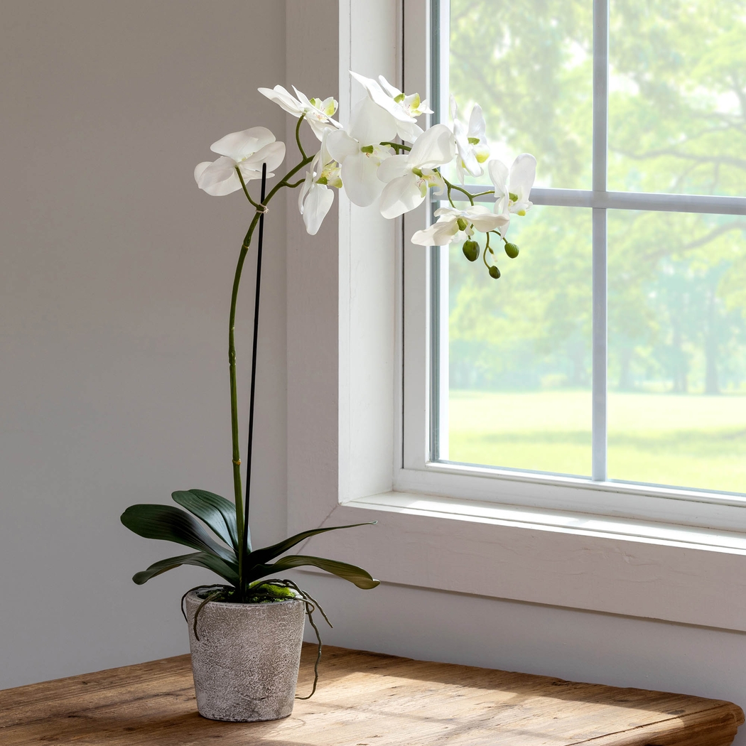 Kariba White Orchid Plant - Thumbnail - Image 2