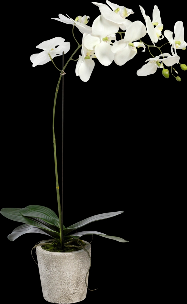 Kariba White Orchid Plant - Thumbnail - Image 1