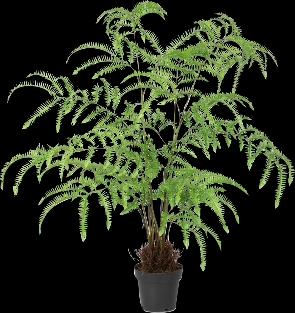 Kepps Green Fern Tree - Thumbnail - Image 1