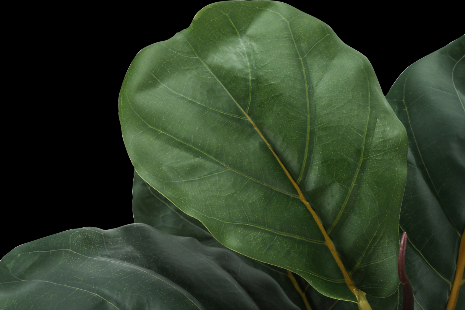 Ketembilla Green Artificial Fiddle Tree - Thumbnail - Image 4