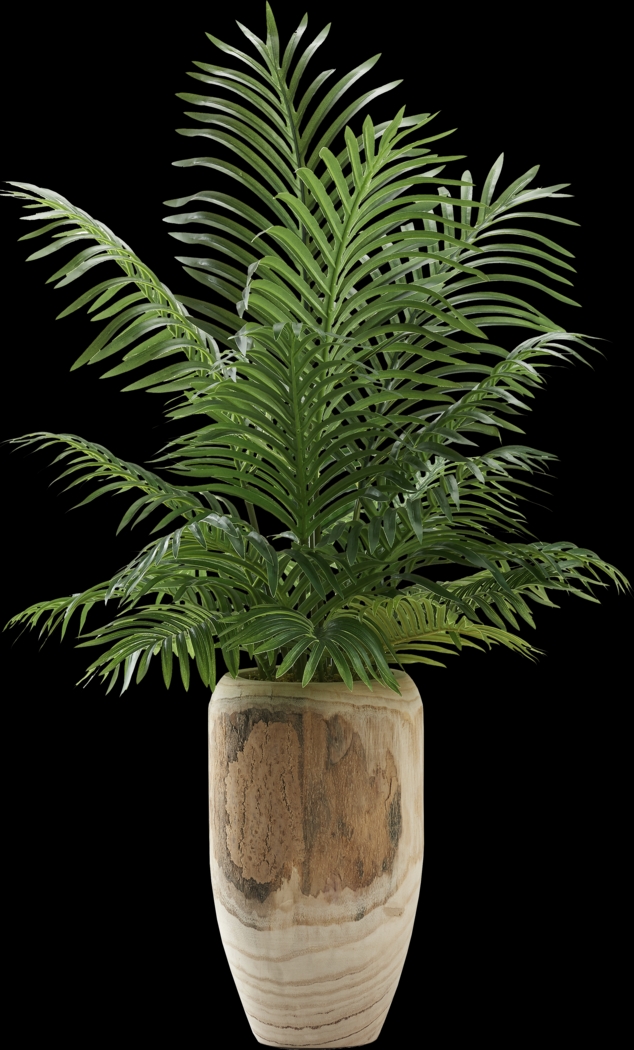 Kounias Brown Silk Plant - Thumbnail - Image 1