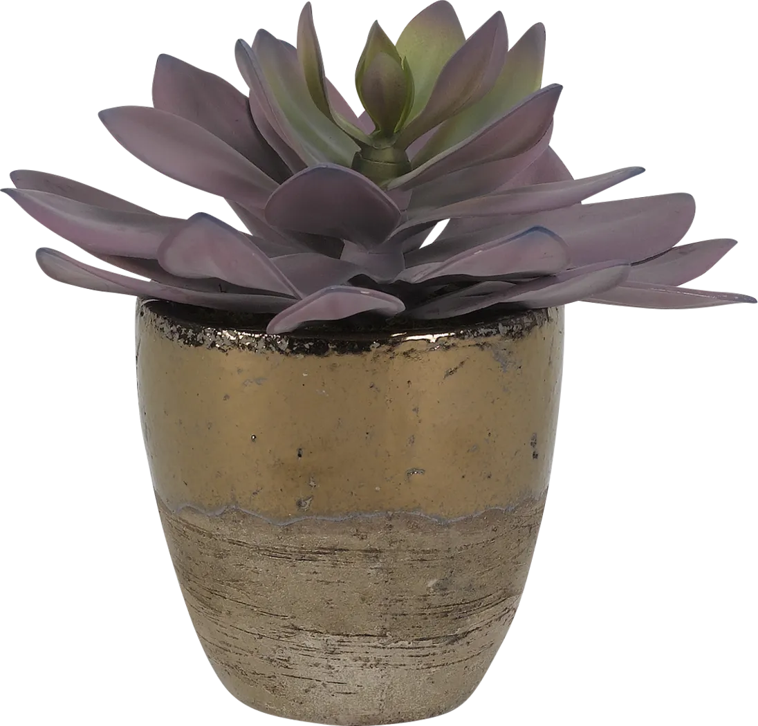 Larone Pink Echeveria Silk Plant - Thumbnail - Image 1