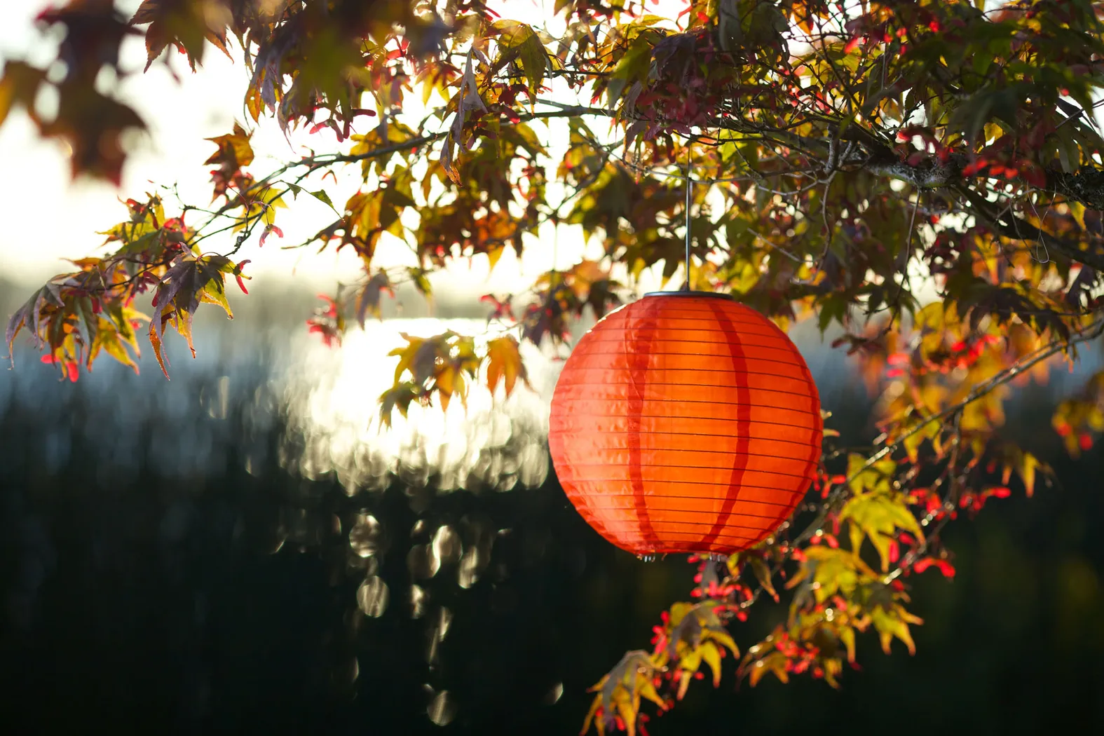 Lita Orange Outdoor Solar Lantern - Thumbnail - Image 4