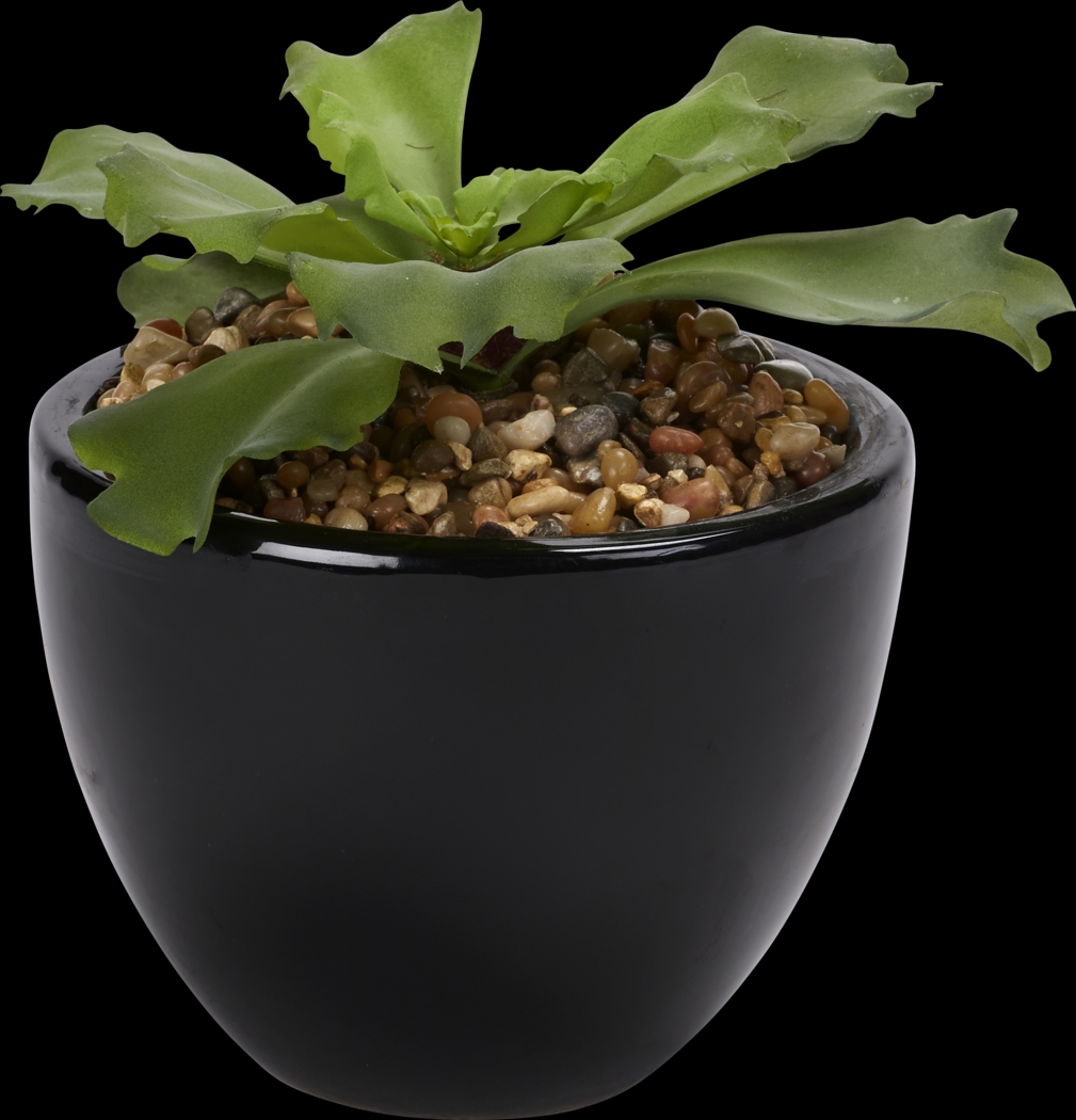 Lizel Green Echeveria Silk Plant - Thumbnail - Image 1