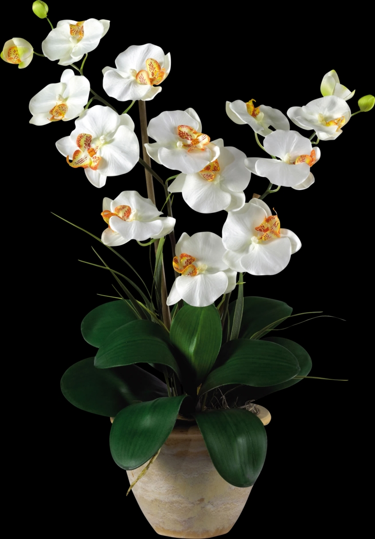 Maelyn White Orchid Silk Floral - Thumbnail - Image 1