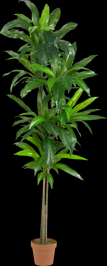 Mayah Dracaena Green Silk Tree - Thumbnail - Image 1