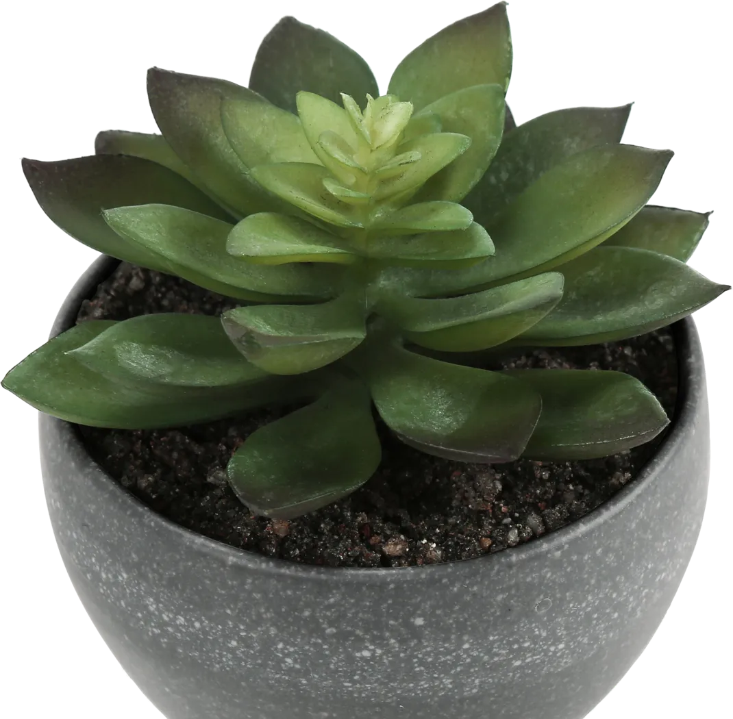 Mitscher Green Artificial Succulent Plant, Set of 3 - Image 5
