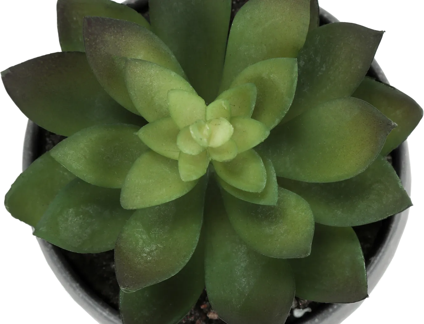 Mitscher Green Artificial Succulent Plant, Set of 3 - Image 8