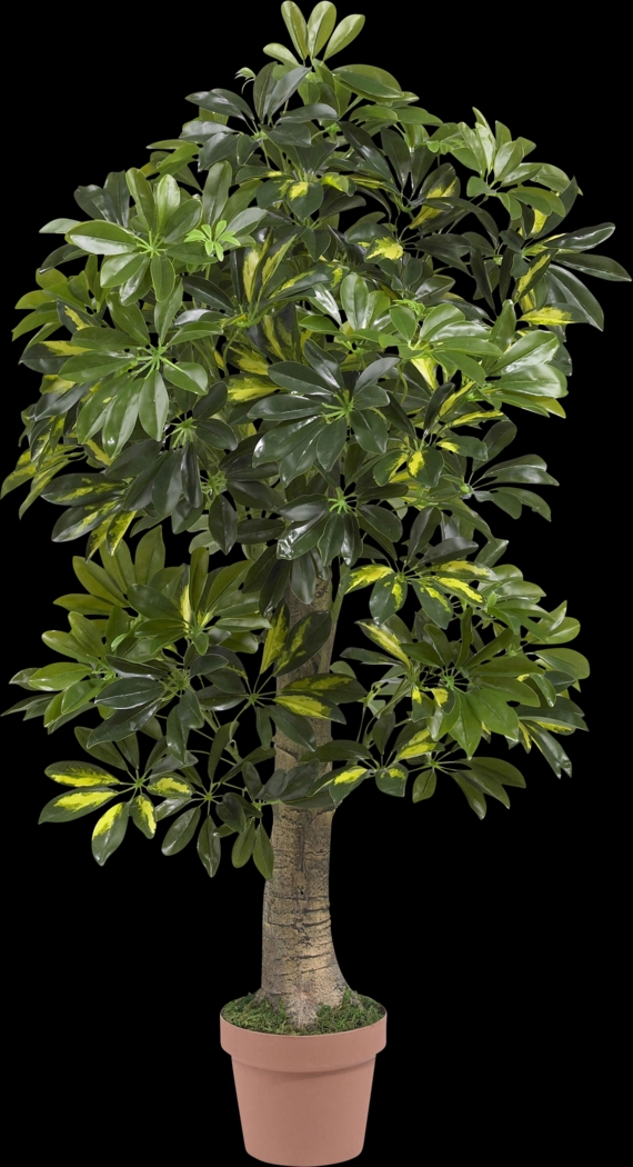 Monta Green Schefflera Silk Tree - Thumbnail - Image 1