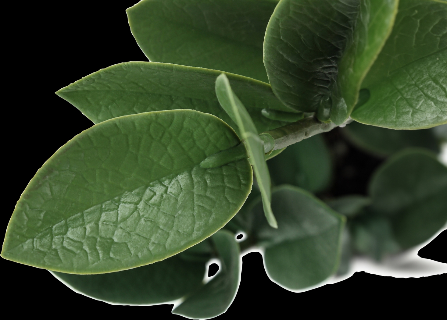 Neotropical Green Artificial ZZ Plant - Thumbnail - Image 4