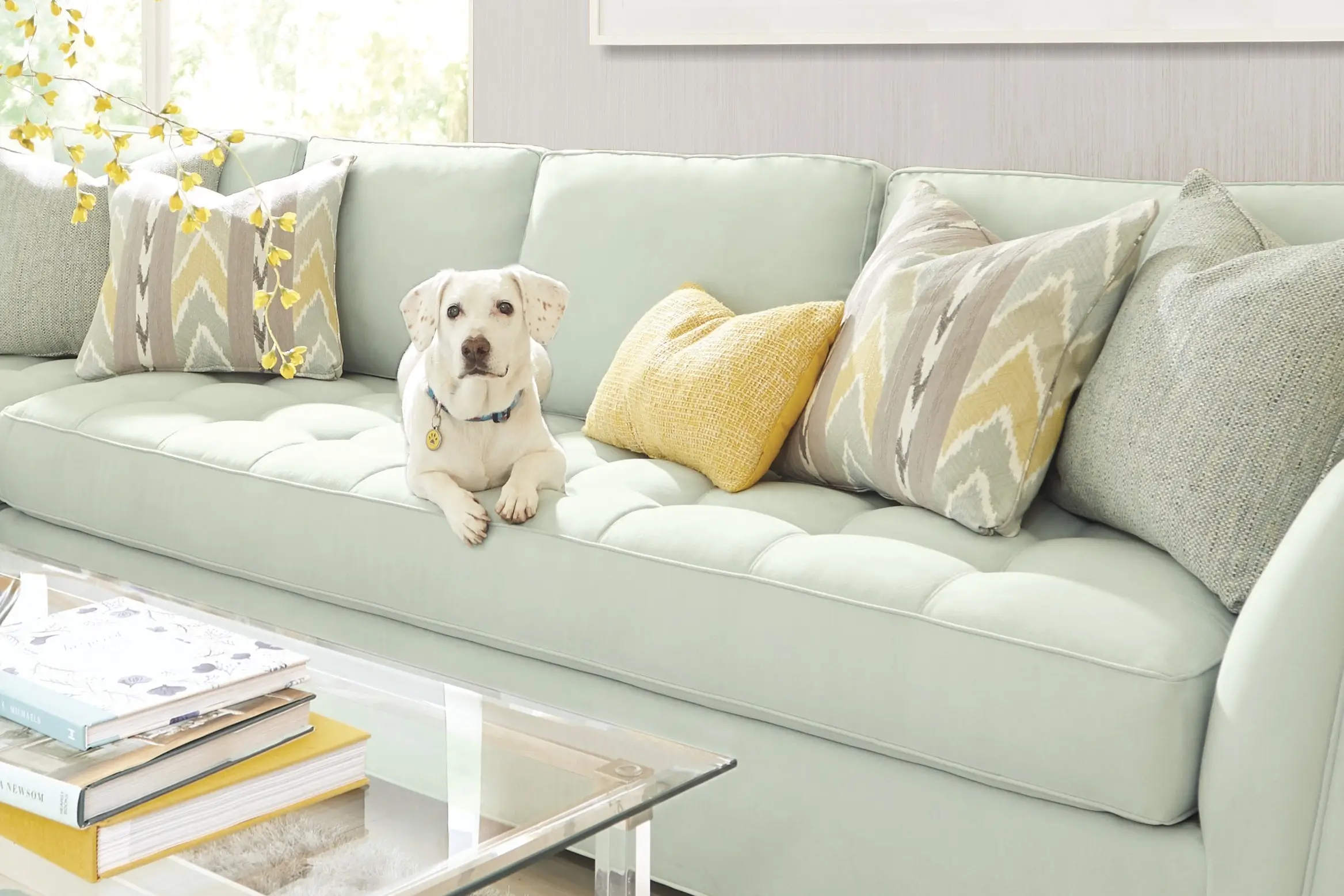 A light green tufted sofa with patterned and yellow throw pillows, featuring a white dog sitting in the center.
