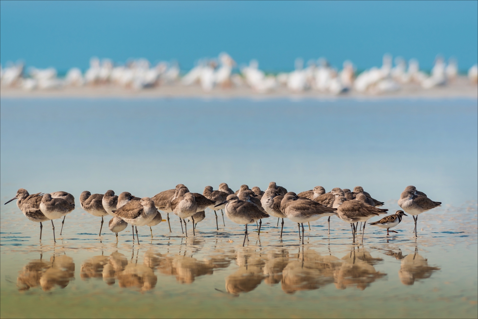 Pevear Blue Artwork - Thumbnail - Image 1