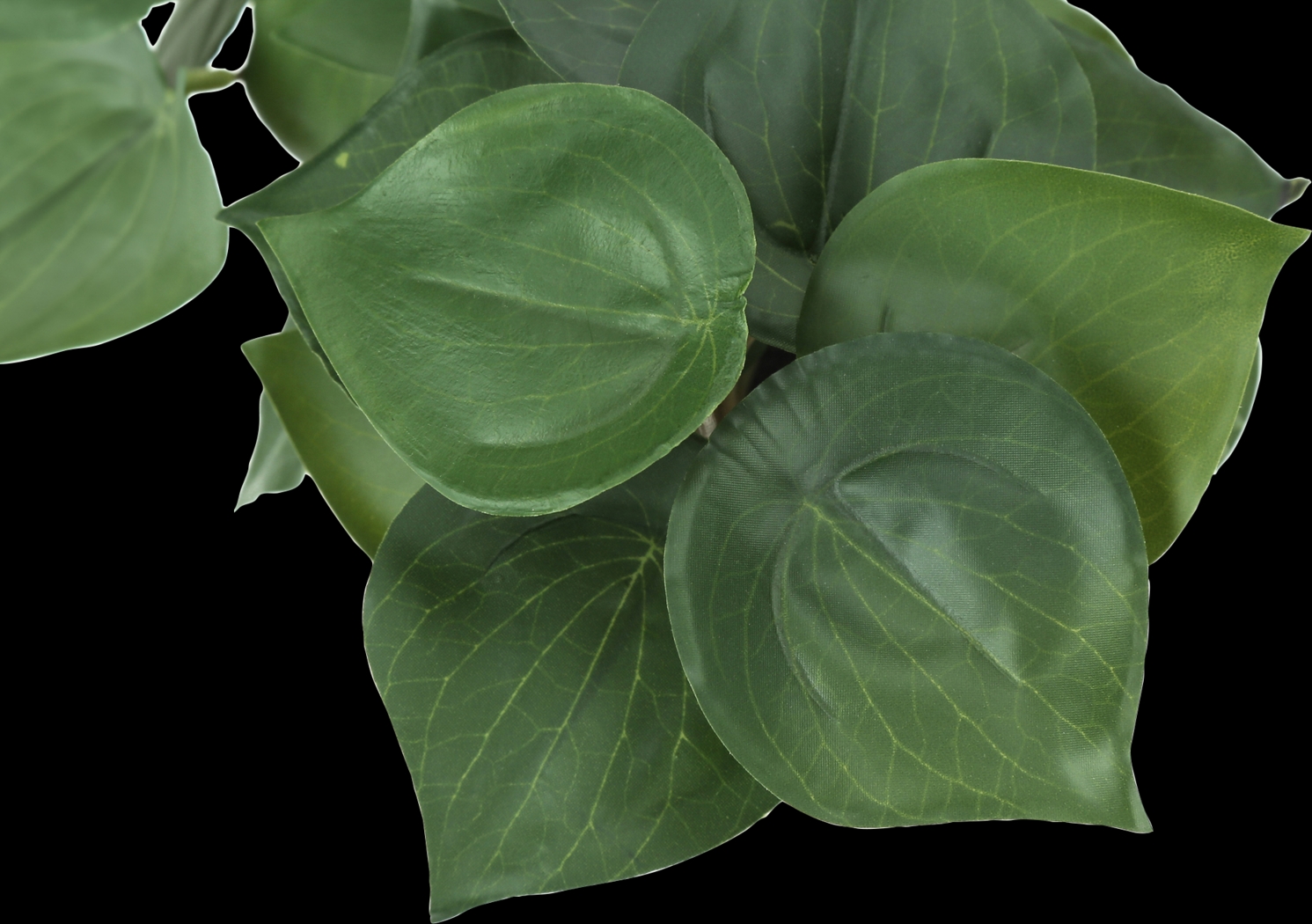 Phillyrea Green Artificial Alocasia Plant, Set of 2 - Thumbnail - Image 4