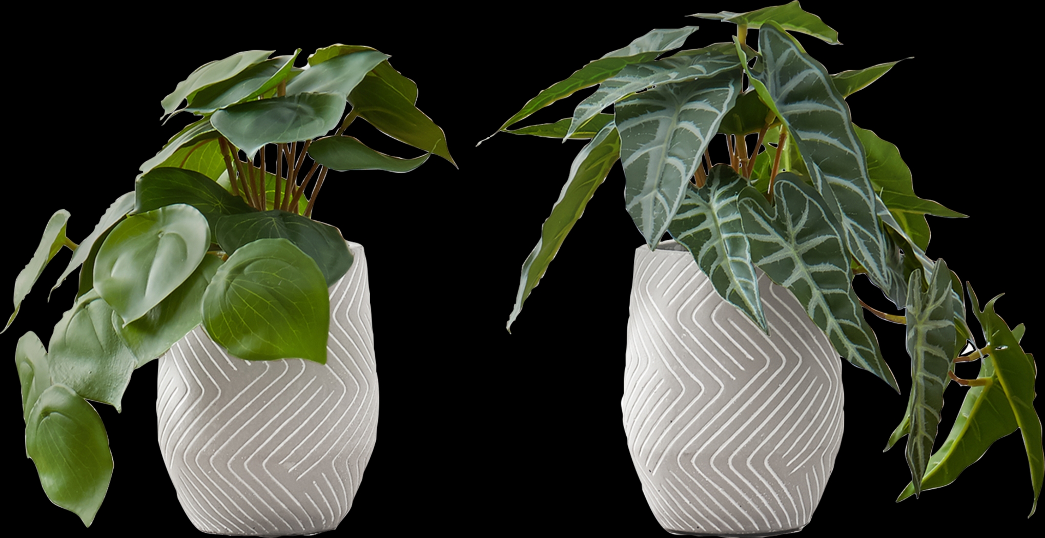 Phillyrea Green Artificial Alocasia Plant, Set of 2 - Thumbnail - Image 1
