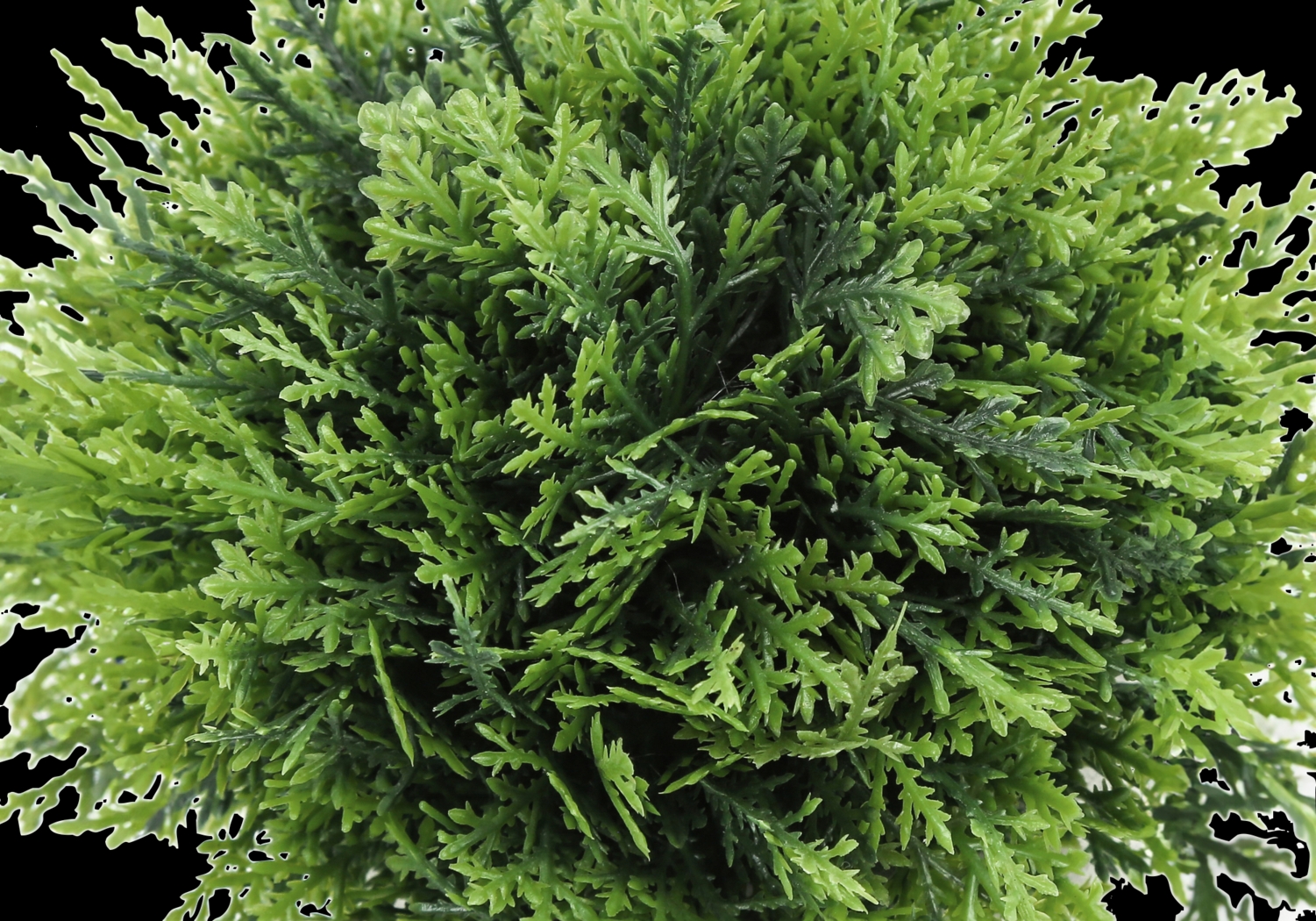 Phister Green Artificial Succulent Plant, Set of 3 - Thumbnail - Image 4