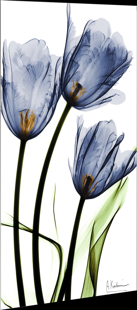 Picuris Blue Artwork - Thumbnail - Image 5