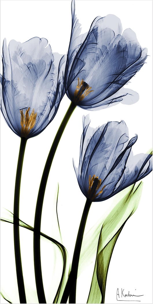 Picuris Blue Artwork - Thumbnail - Image 1