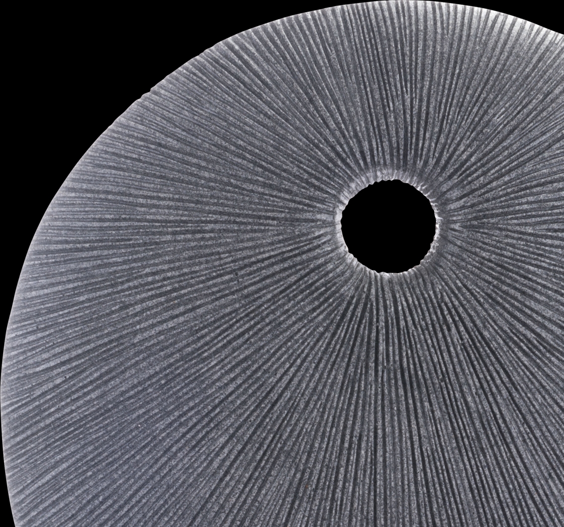 Piperita Gray Medium Outdoor Round Eye Plaque - Thumbnail - Image 3