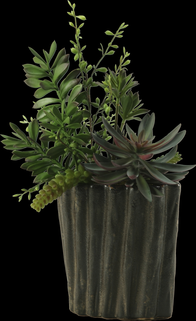 Pirinen Black Silk Plant - Thumbnail - Image 1