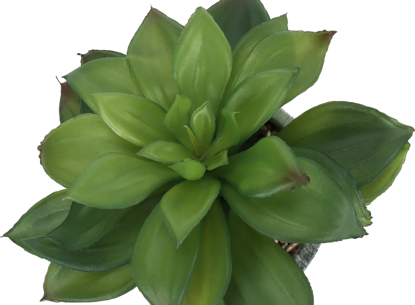 Reordan Green Artificial Succulent Plant, Set of 2 - Image 5