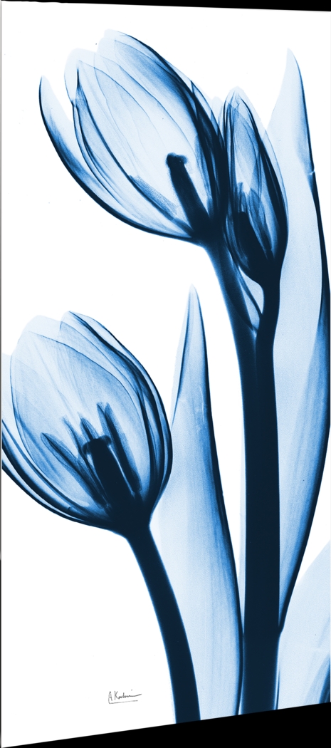 Rociante Blue Artwork - Thumbnail - Image 5