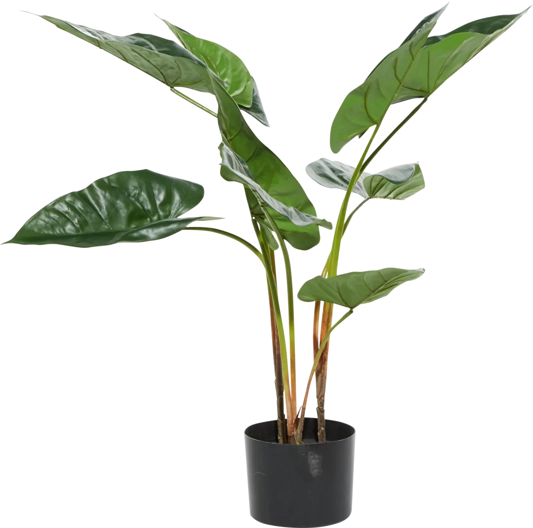 Sereya Green Silk Plant - Thumbnail - Image 6