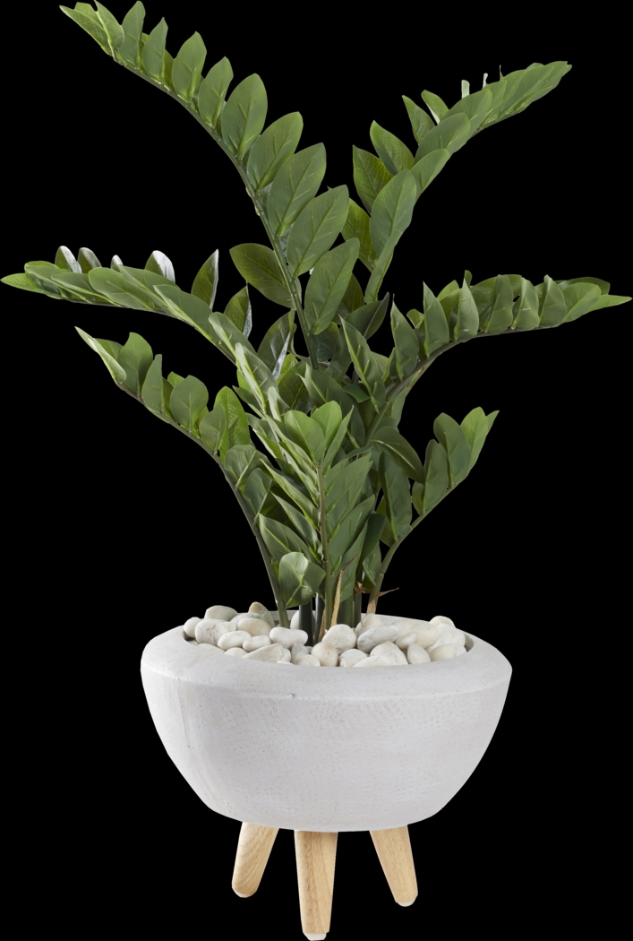 Sicomoro White Silk Plant - Thumbnail - Image 1