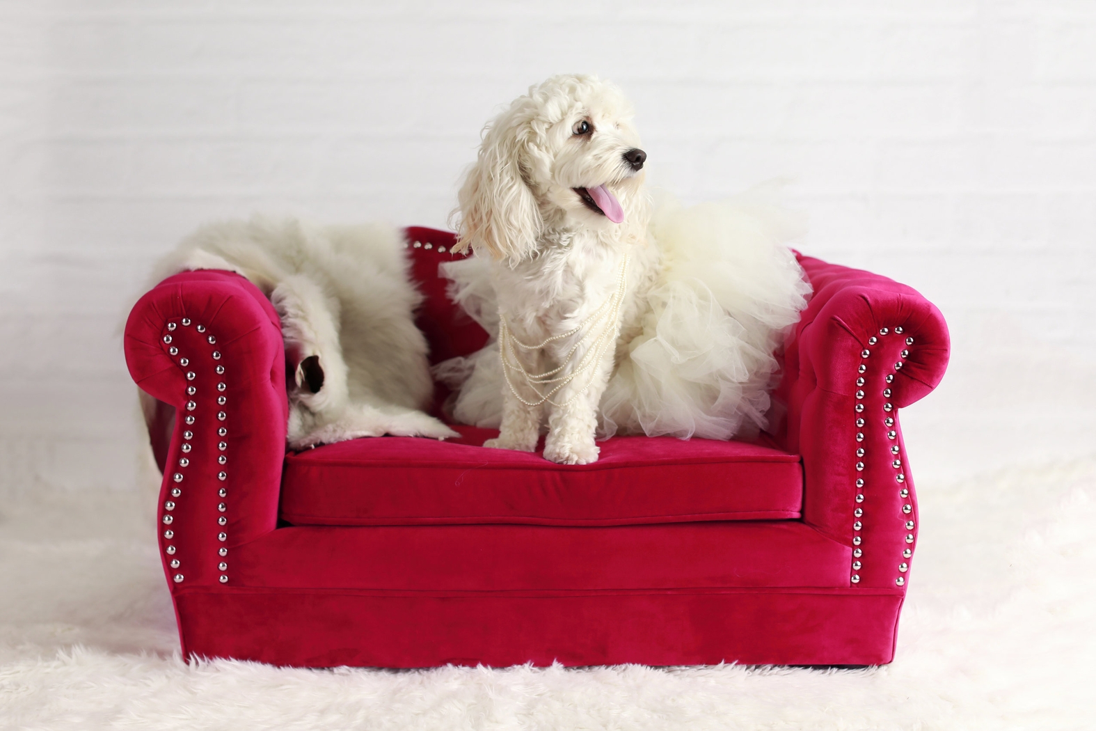Spaniel Red Pet Bed - Thumbnail - Image 3