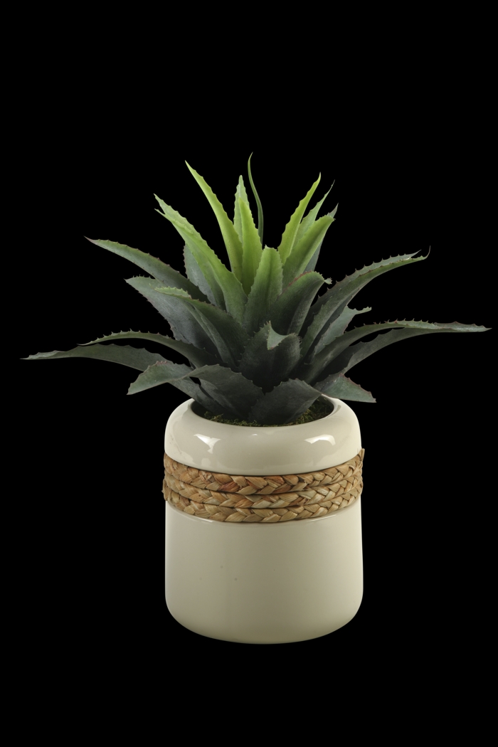 Star Succulent in Ceramic Planter - Thumbnail - Image 1