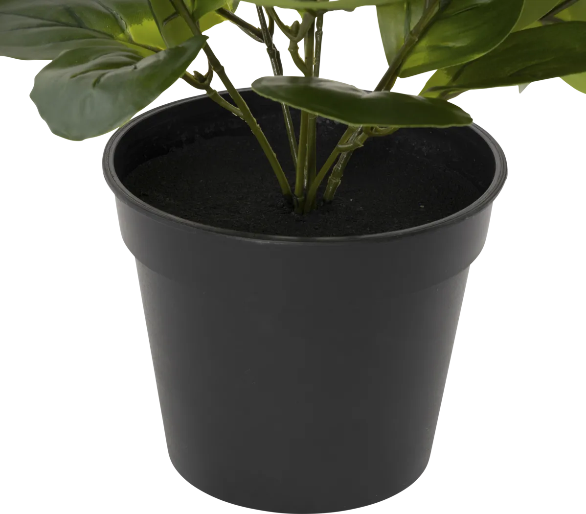Sunpaw Green Silk Plant - Thumbnail - Image 2