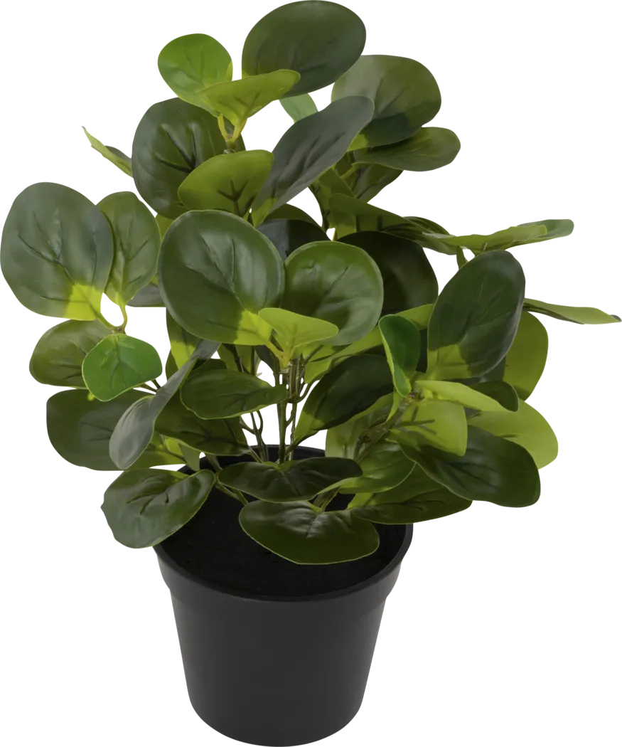 Sunpaw Green Silk Plant - Thumbnail - Image 3