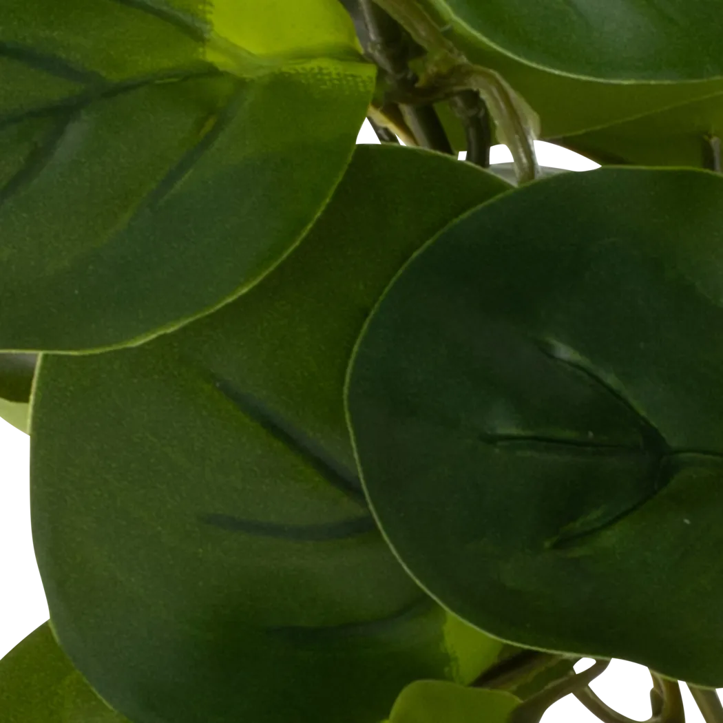 Sunpaw Green Silk Plant - Thumbnail - Image 4