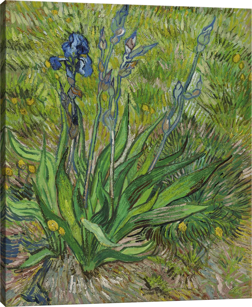 The Burst Of Iris Multi Artwork - Thumbnail - Image 3