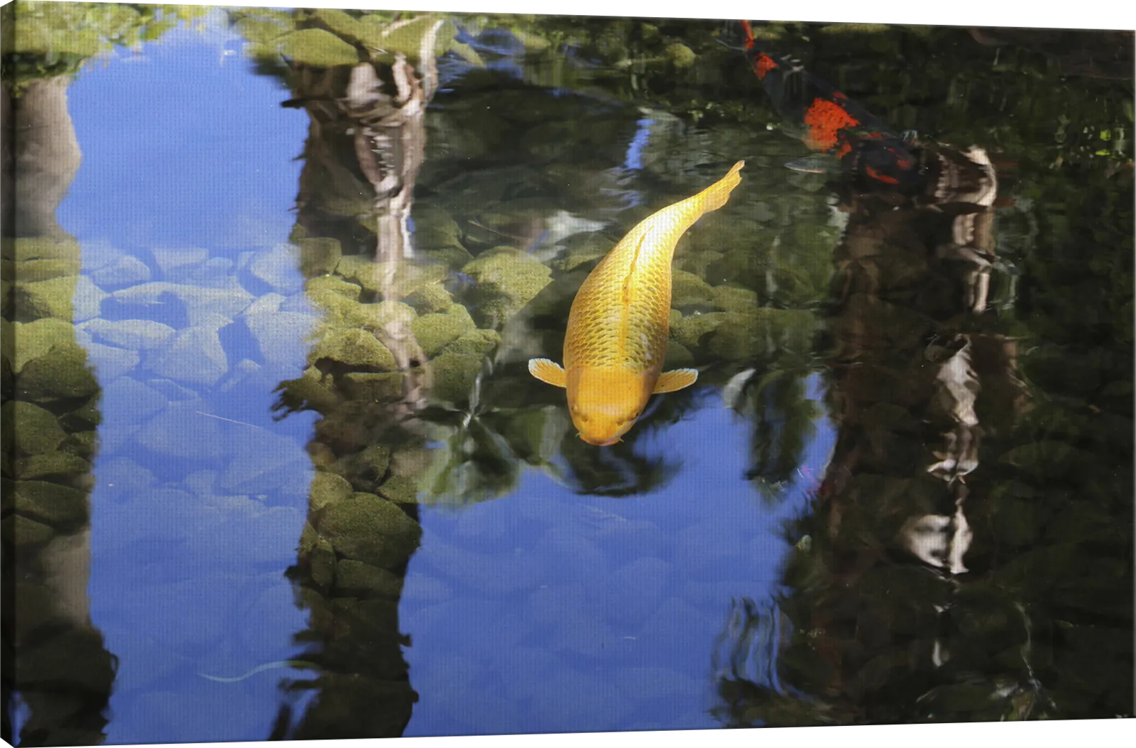 The Coyo Multi Artwork - Thumbnail - Image 3