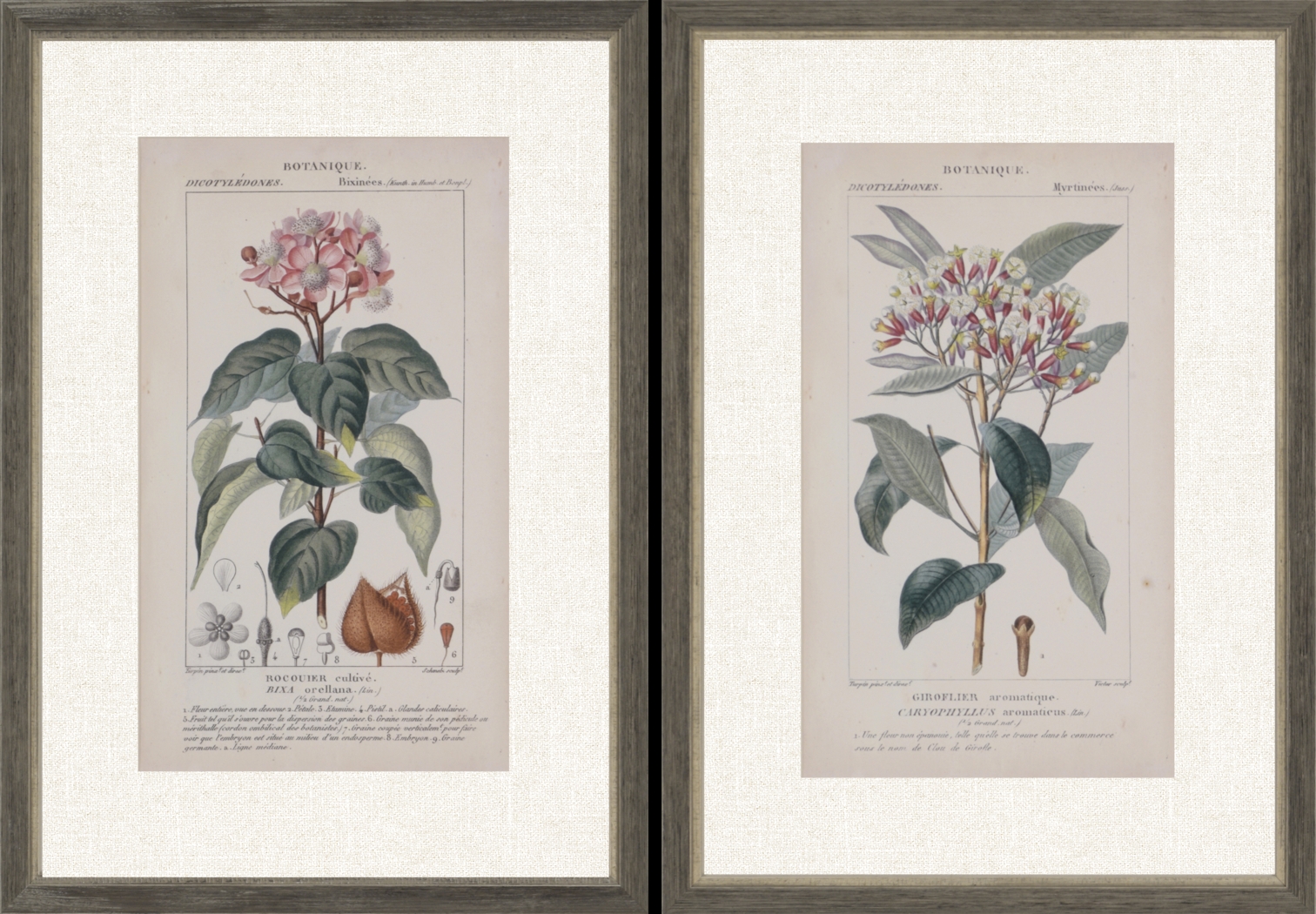 Traditional Botanique I Set of 2 Artwork - Thumbnail - Image 1