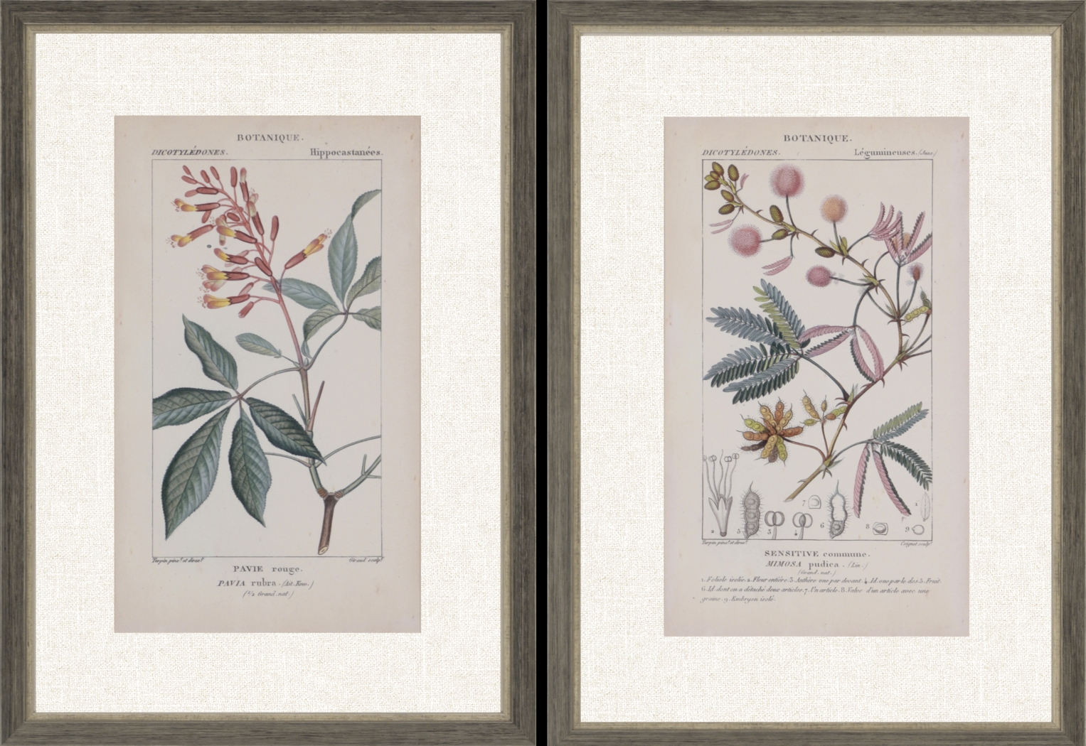 Traditional Botanique II Set of 2 Artwork - Thumbnail - Image 1
