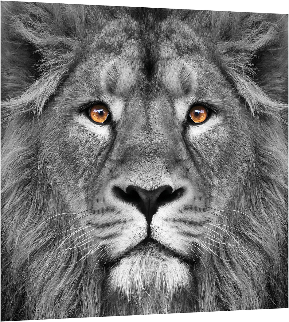 Wild Ruler Artwork - Thumbnail - Image 2