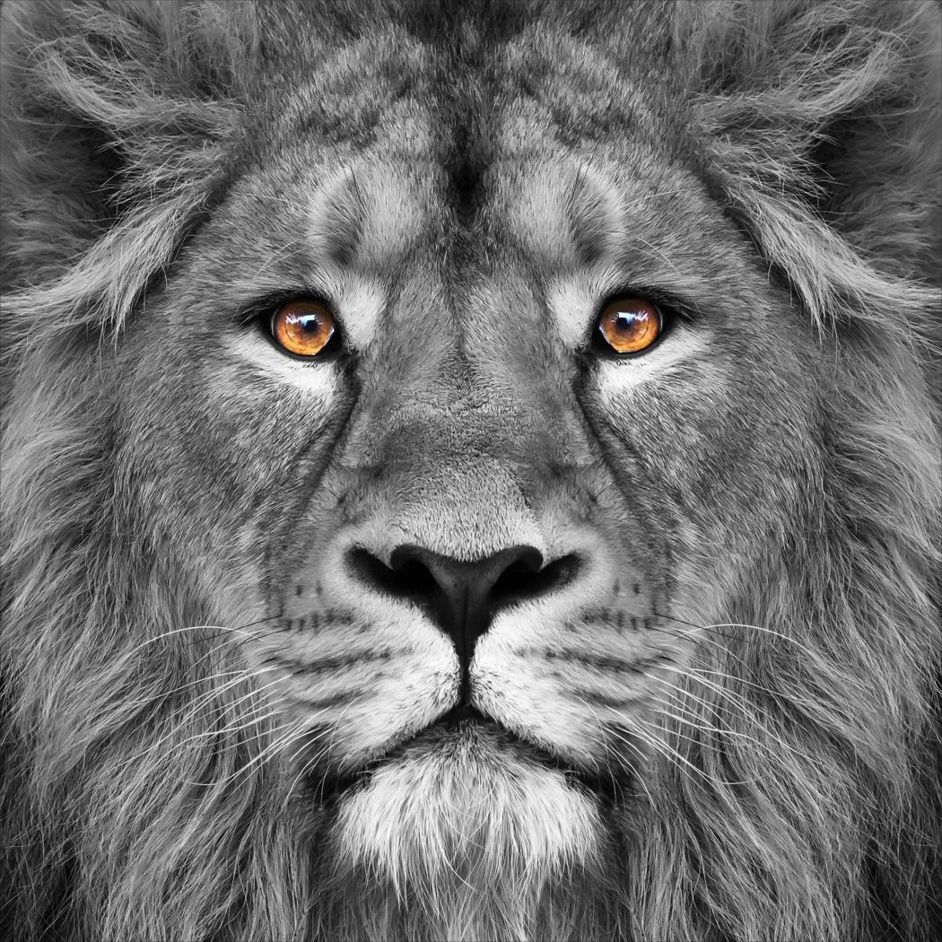 Wild Ruler Artwork - Thumbnail - Image 1