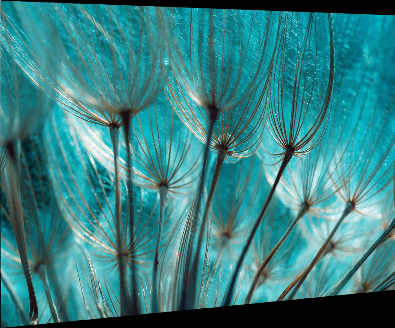 Wymas Blue Artwork - Thumbnail - Image 6