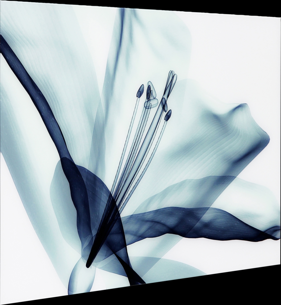 Zafarano Blue Artwork - Thumbnail - Image 5